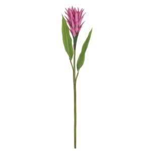 Alpinia Branch 00-10022-2