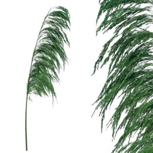 Dried Branch Pampas 00-50011-2