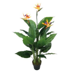 Bird of Paradise Plant 04-10058
