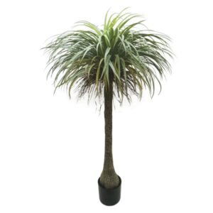 Yucca Tree 24181 (04-10024)