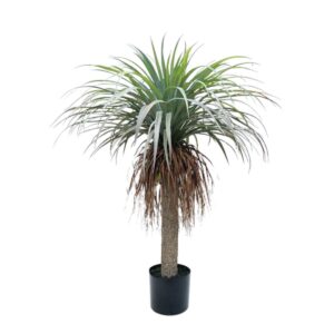 Yucca Tree 24182 (04-10076)