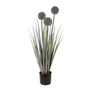 Plant grass allium (816-50008)