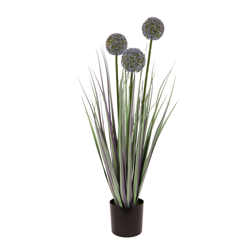 Plant grass allium (816-50008)