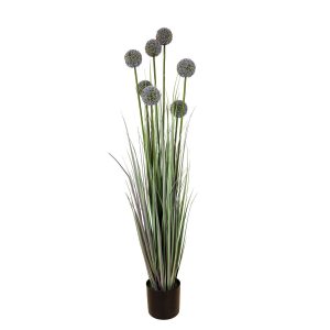 Plant grass allium (816-50009)