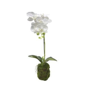 Orchid Plant (94376-1)